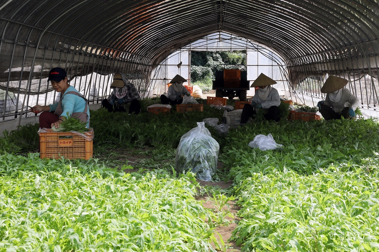 지난 7일 일본 이바라키 현 호코타 시의 한 채소재배농가에서 ‘실습생’ 신분으로 일하고 있는 외국인 노동자들이 일본 토종채소인 경수채를 수확하고 있다. 베트남, 중국 등지에서 온 이들은 일 년에 약 200만엔의 급여를 받는다. 한승호 기자