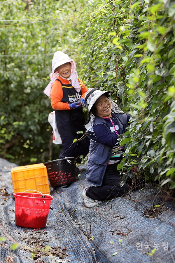 올해 첫 오미자 수확에 나선 이정재(오른쪽)씨와 여성농민이 밝게 웃고 있다.