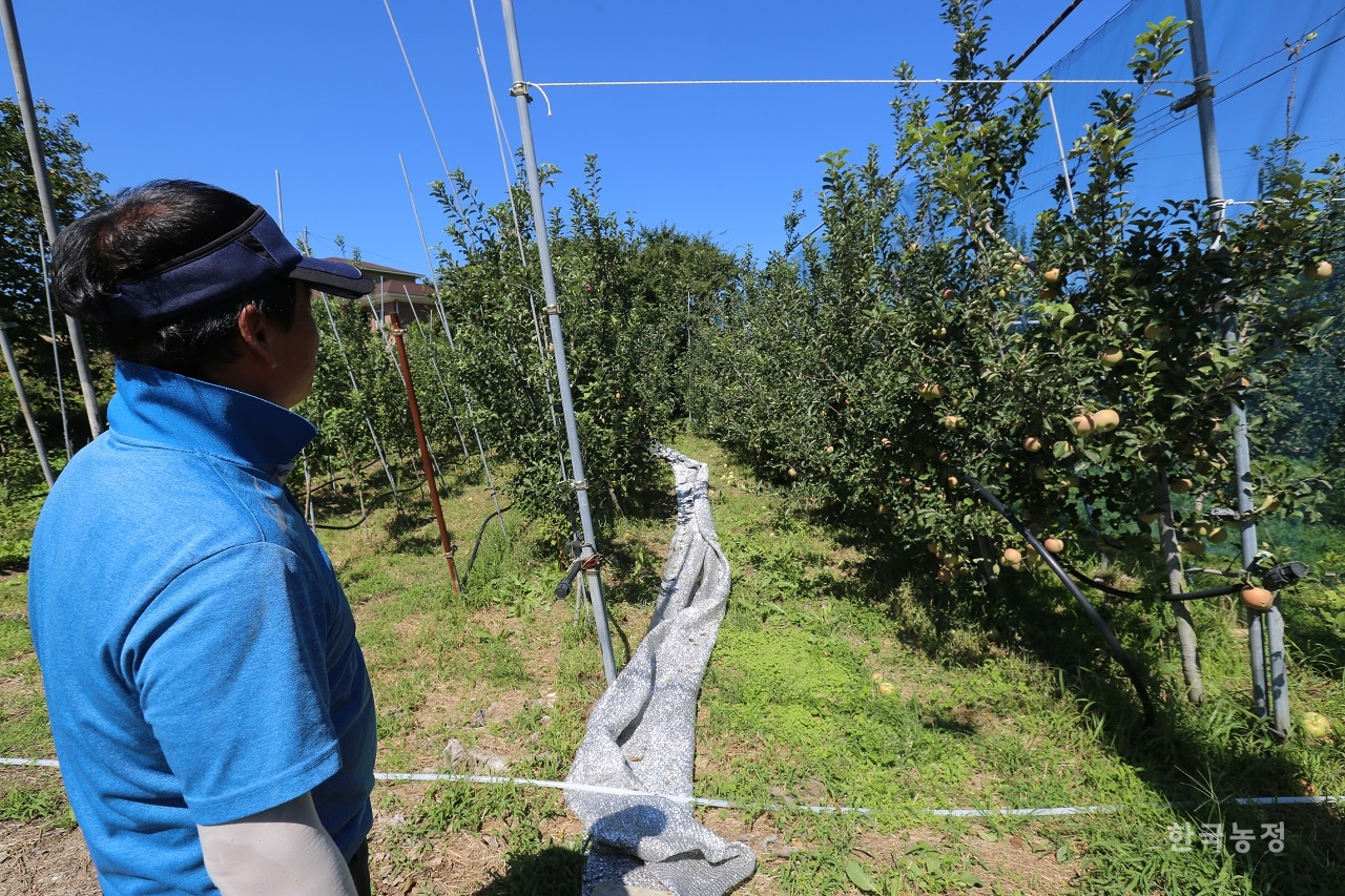 지난 24일 농민 황형대(52)씨가 태풍 피해를 입은 자신의 사과 과수원을 바라보고 있다.