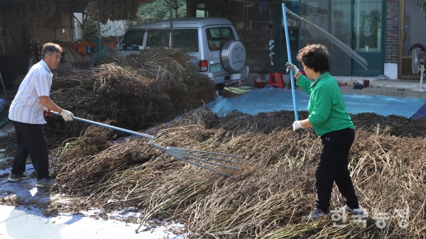 이미 수확을 마친 김상만·강창성 부부가 열심히 들깨 타작을 하는 모습. 들깨는 벼와 수확시기가 겹쳐서 이즈음의 농촌에서는 으레 도리깨질을 하는 소리가 들리곤 합니다.