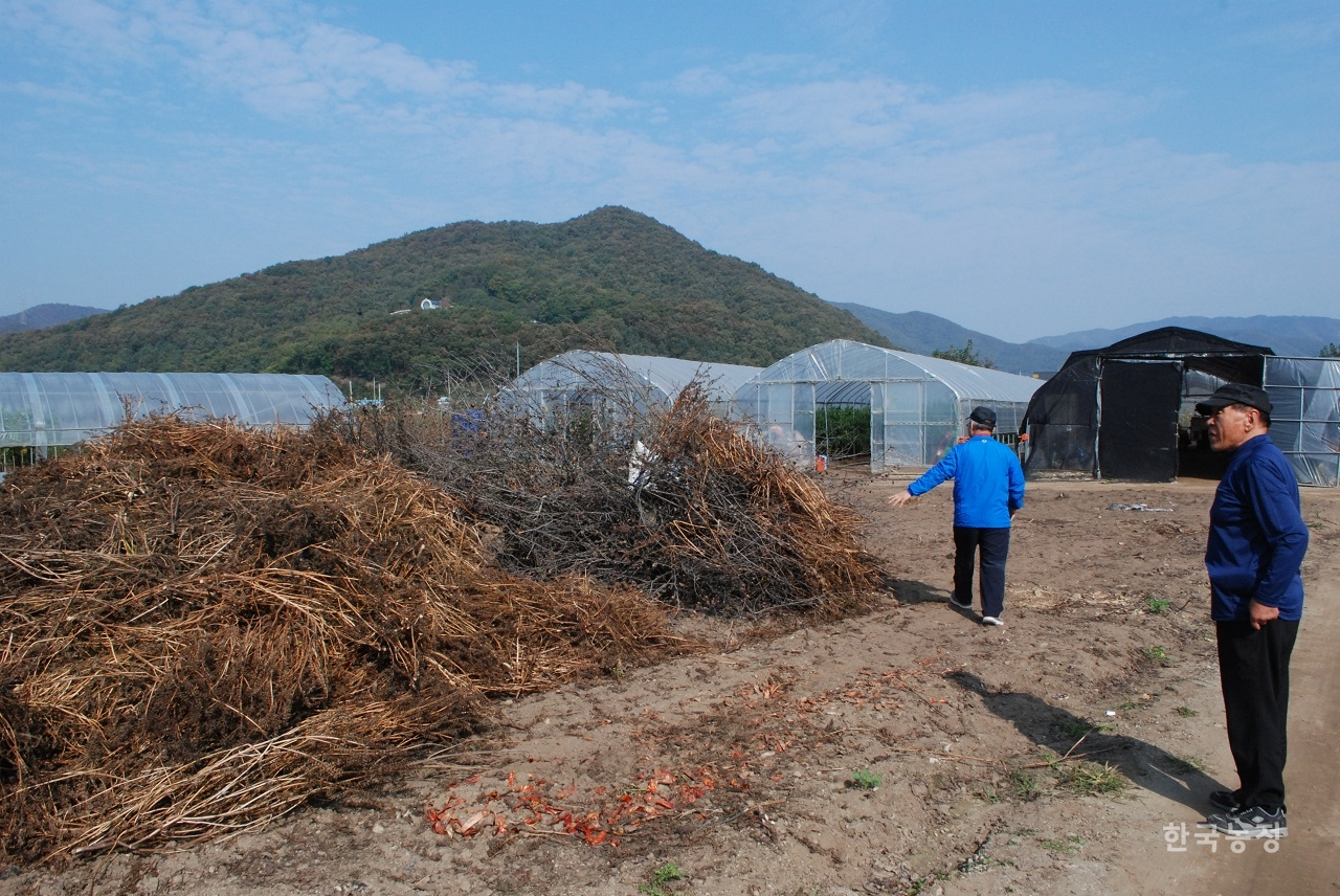 경기 이천의 아로니아 농가 박계홍씨와 김상구씨가 베어서 쌓아 놓은 아로니아 나무를 바라보고 있다. 지원 한 푼 없이도 농가 스스로 면적을 줄여가고 있을 만큼 상황은 심각하다.