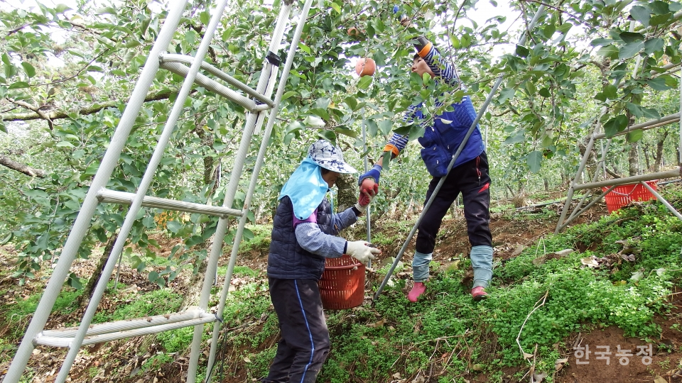 충북 충주시 동량면의 한 사과 과수원에서 중원농협 인력중개센터를 통해 소개받은 농작업자들이 수확작업을 하고 있다.