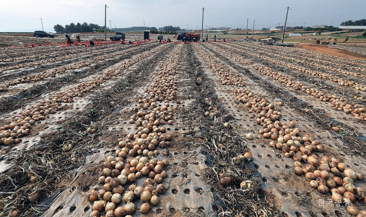 올해 양파 재배면적이 전년 대비 대폭 감소할 것으로 예상되고 있다. 지난해 6월 전남 무안 들녘에서 농민들이 양파를 수확하고 있다. 한승호 기자