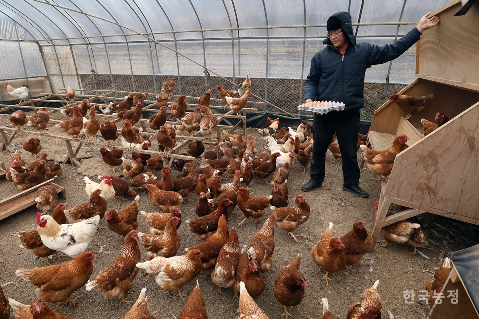 박대수 서천마산협동조합 이사장이 겨울비가 내리던 지난 6일 충남 서천군 마산면에 위치한 벽오리농장 계사에서 달걀을 수거하며 닭을 살펴보고 있다.
