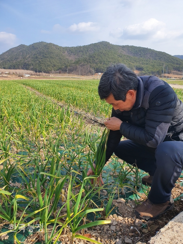 지난 3일 전남 고흥군 과역면에서 농민 정영만씨가 웃자란 마늘의 생육 상황을 보여주고 있다.