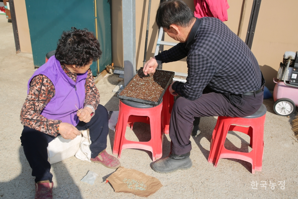 나이 들어 농사를 줄인 김상만·강창성씨 부부는 이제 집 뒤에 조그만 하우스를 마련해 씨앗부터 고추를 키웁니다. 상토 위에 올린 씨앗을 최대한 균일한 간격으로 펼치고 있네요.