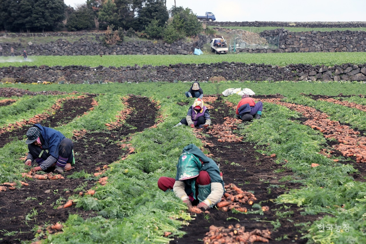 지난 1월 13일 제주도 제주시 구좌읍 세화리 들녘에서 여성농민들이 당근을 수확하고 있다. 한승호 기자
