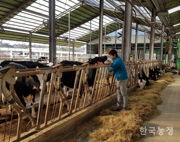 경기도의 한 낙농가에서 근무하는 네팔인 커겐씨는 1,200:1의 경쟁률을 뚫고 한국에 취업했다. 커겐씨가 지난 18일 젖소에게 사료를 급여한 뒤 “소는 내 친구”라며 젖소를 쓰다듬고 있다.