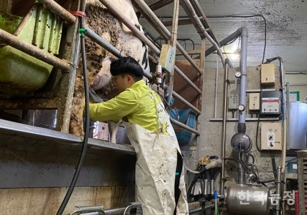 지난 1일 전북의 한 목장의 낙농후계자 이씨(24)가 치즈를 만들기 위해 착유를 하고 있다.
