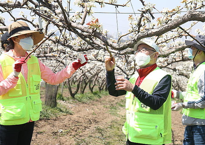 지난 14일 농협중앙회 준법지원부 직원들이 경기 평택시 소재 배 농가에서 배꽃 화접 작업을 하고 있다.