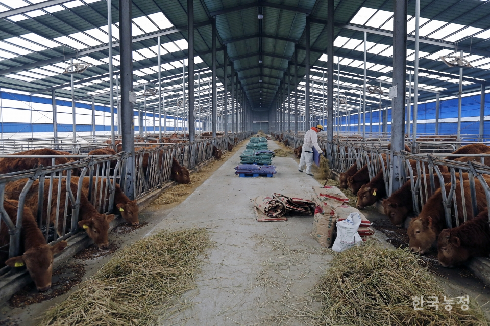 가축 사육에 쓰이는 사료의 원재료 상당수를 수입에 의존하고 있어 해외발 식량파동 발생시 문제가 발생할 수 있다. 충남 홍성의 축사에서 한 농민이 사료를 주고 있다.한승호 기자
