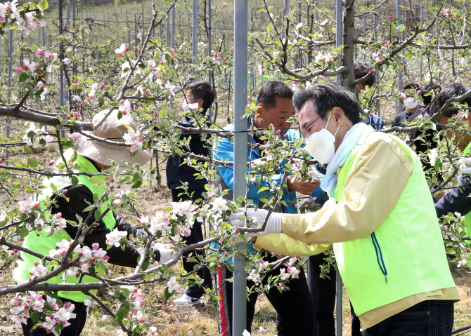 이성희 농협중앙회장(오른쪽)이 지난 21일 충북 제천시 한수면에 위치한 사과농장에서 적화 작업(사과꽃 솎기)을 하고 있다.
