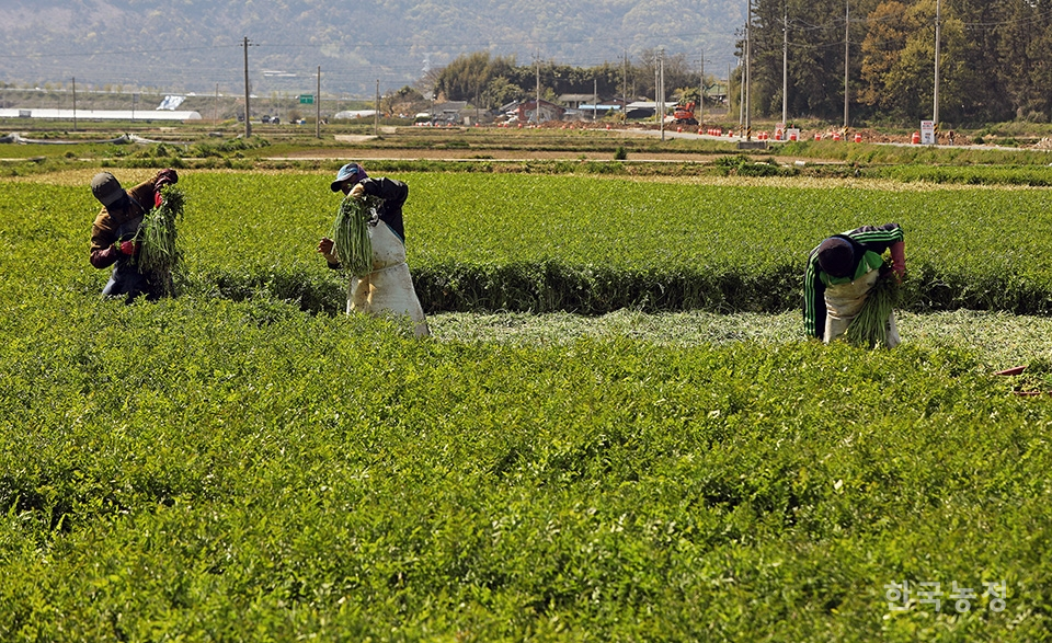 지난 27일 전남 나주시 노안면 계림리의 한 미나리논에서 태국 출신 외국인 노동자들이 미나를 수확해 손질하고 있다. 