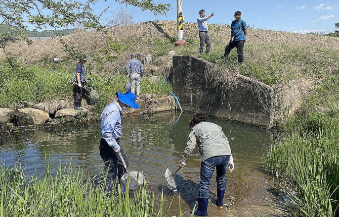 지난 6일 경기친농연 등 민관합동조사단이 경기도 양평 도곡천 웅덩이에서 왕우렁이 월동 흔적을 찾고 있다.
