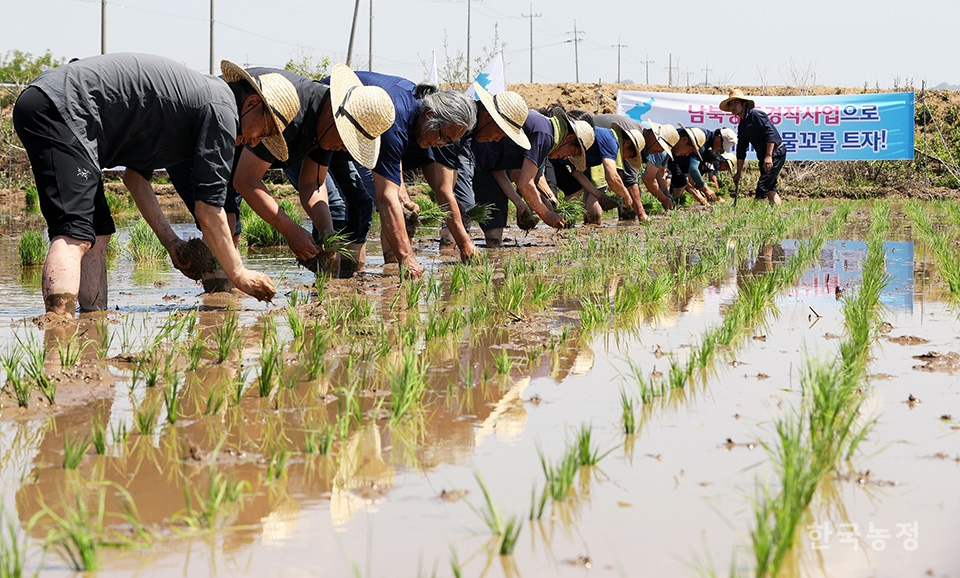 못줄을 튕기는 못줄잡이의 신호에 일제히 허리를 숙인 농민들이 민간인통제구역 내 통일쌀 경작지에서 손 모내기를 하고 있다.
