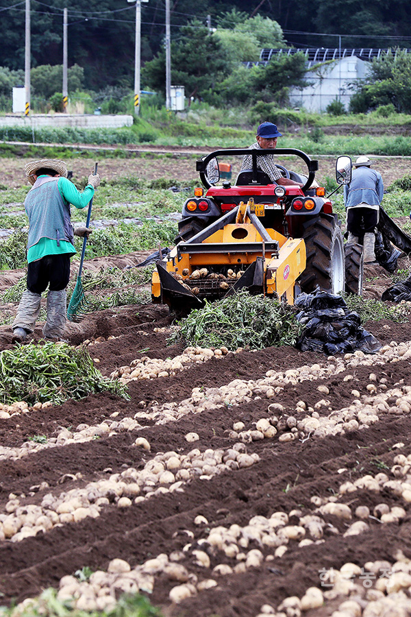 장마가 잠시 물러나며 맑은 날씨를 선보인 지난 15일 강원도 춘천시 서면 신매리 들녘에서 농민들과 외국인노동자들이 감자를 수확하고 있다. 