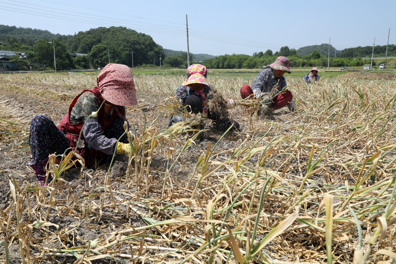 농협중앙회가 내년산 마늘 재배면적을 10% 줄이기 위해 홍보에 나섰다. 한승호 기자