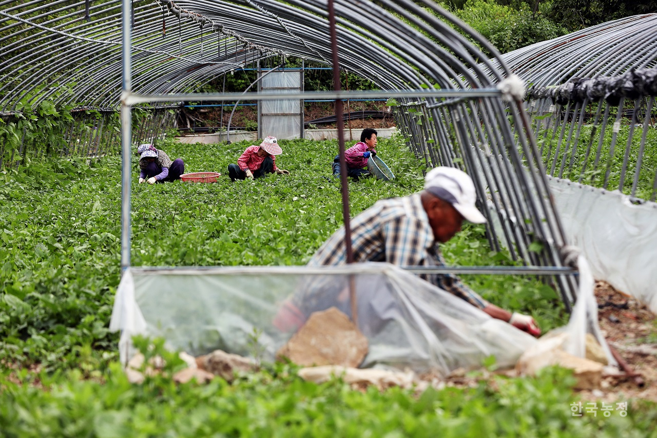 경남 고성군의 한 친환경 취나물밭에서 농민들이 풀매고 있다. 한승호 기자