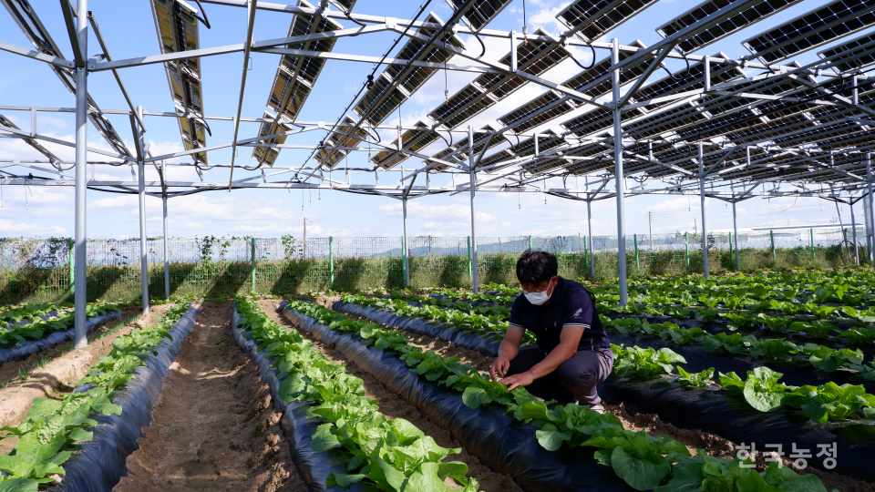 농업회사법인솔라팜㈜은 충북 청주시 오송읍에서 국내 최초로 영농형태양광을 도입했다. 현재 농장 3곳과 재배사에서 농업과 태양광 발전을 병행하고 있다.