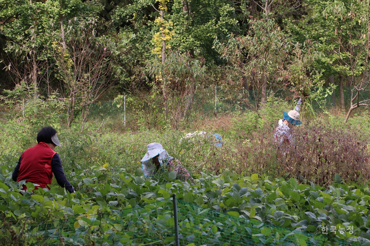 슬로푸드문화원 주최 ‘수확하루’ 행사 참가자들이 지난 14일 경기도 파주 구본일 씨 콩 재배농장에서 장마기간 동안 자라난 잡초들을 뽑고 있다.