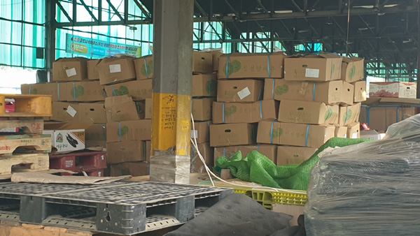 지난 18일 가락시장에 출하한 수입양배추. 이날 15kg 박스 600개 분량이 경매됐으며 경락가는 박스당 1만4,000원 수준이었다. 한국농업유통법인중앙연합회 제공