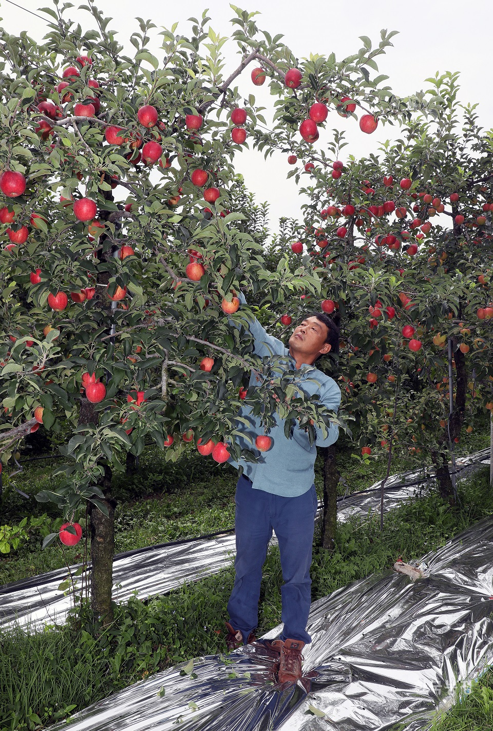 지난해 9월 2일 경북 영주시 부석면의 사과재배 농민 이재식씨가 사과의 잎을 솎아내고 있다. 한때 이씨 마을의 20농가 가까이 되던 저농약 사과농가 중 지금도 저농약 방식을 고수하는 사람은 이씨 뿐이다. 한승호 기자