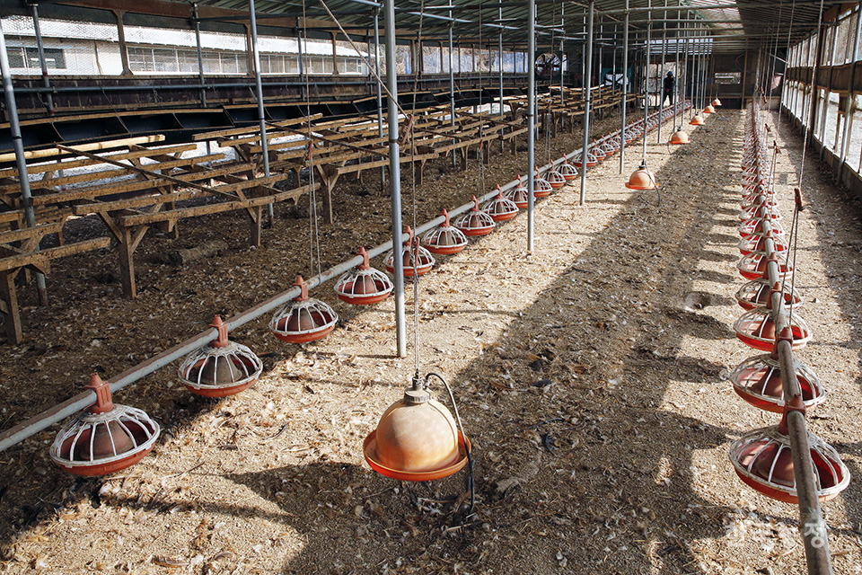 2017년 8월 24일, 닭 8,526마리와 계란 2만1,538개가 폐기처분됐다. 경북 영천시 한 친환경 산란계농장의 닭과 유정란에서 살충제 성분인 DDT가 발견됐다는 이유 때문이었다. 한승호 기자