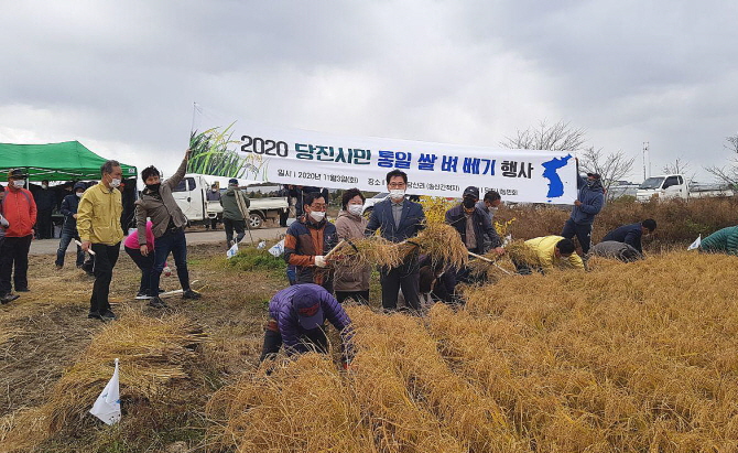 지난 3일 충남 당진시농민회 통일벼베기 한마당 대회 참가자들이 수확을 진행하고 있다.