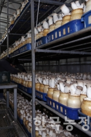 내년 10월 15일부터 버섯류 등 일부 농산물 포장재에 ‘세척·가열섭취’ 안내표시가 의무화된다.한승호 기자