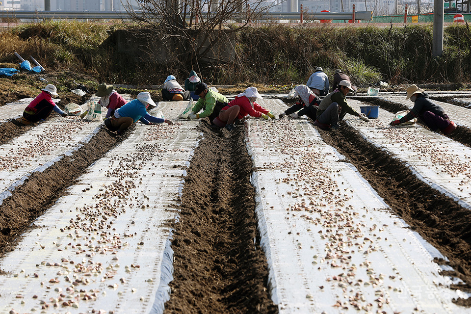 지난 25일 경북 의성군 의성읍 철파리 들녘에서 외국인노동자 10여명이 씨마늘을 파종하느라 분주하게 손을 움직이고 있다.