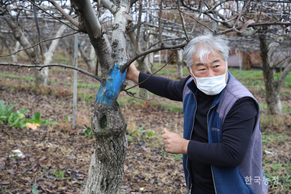 권상준 나주하늘이영농조합법인 대표가 페인트칠로 신고 배나무와 구분해 관리한 국내품종 배나무를 소개하고 있다.
