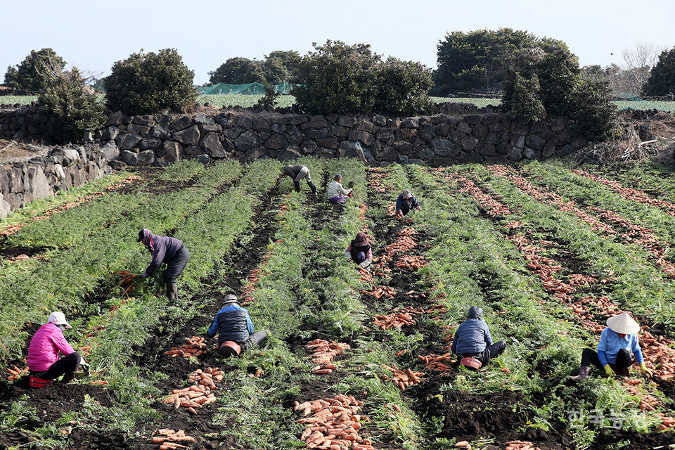 농번기 일손 부족으로 육지에서 건너온 외국인노동자들이 당근을 캐고 있다.