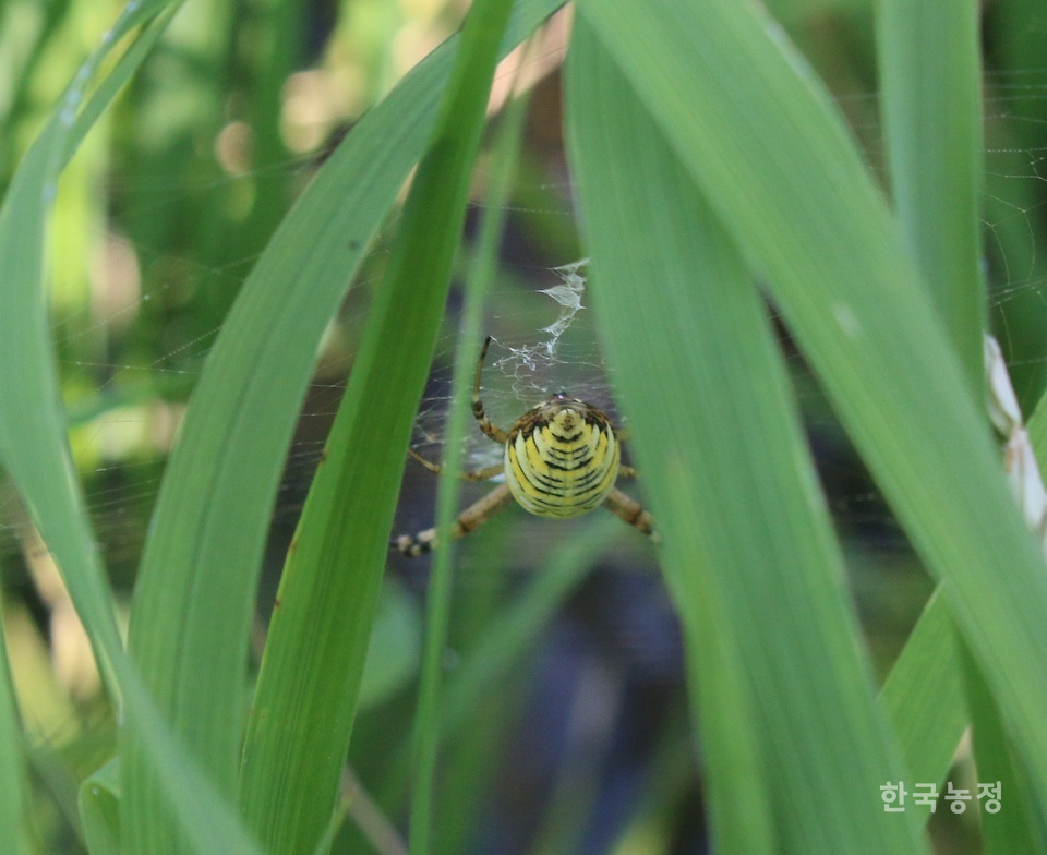 지난해 8월 서울 도봉구 무수골의 생태논에서 만난 거미. 거미는 논의 각종 해충들을 잡아먹는 대표적 생물 중 하나이다.