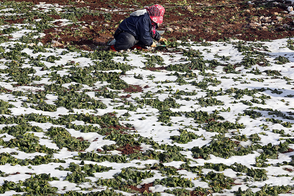 지난 13일 전남 무안군 청계면 남성리 들녘에 쌓여 있던 눈이 녹으면서 노지에서 키운 시금치가 군데군데 드러나자 한 여성농민이 시금치를 수확하고 있다. 