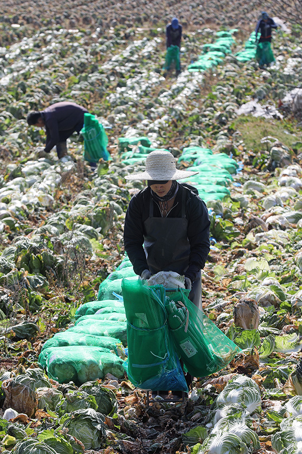 지난 25일 전남 해남군 산이면 예정리 들녘에서 외국인노동자들이 겨우내 키운 월동배추를 수확하고 있다. 