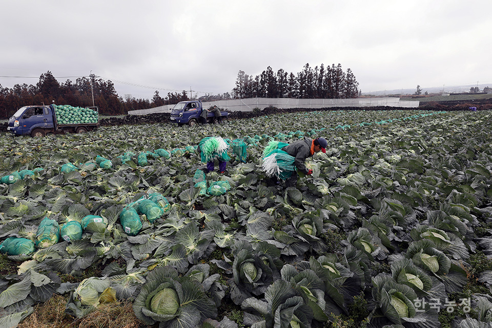 제법 많은 양의 비가 쏟아진 지난 26일 제주도 제주시 애월읍 봉성리 들녘에서 농민과 외국인노동자들이 양배추를 수확하고 있다.