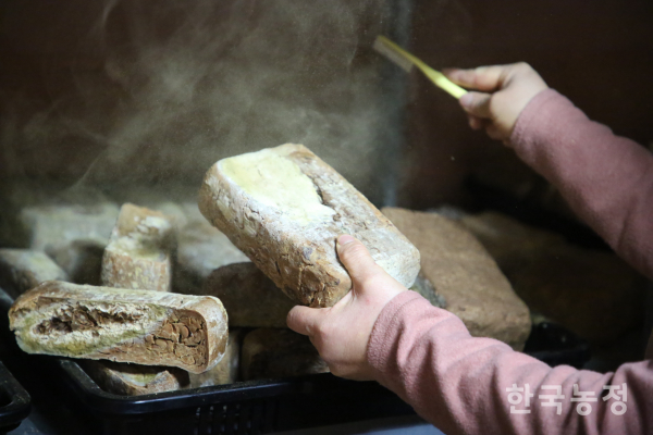 황토방에서 발효 중인 메주 위에 앉은 곰팡이균을 다른 메주들에게 골고루 뿌려주는 모습.