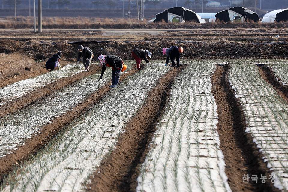 눈이 녹아 비나 물이 된다는 우수(雨水)를 앞둔 지난 16일 경남 함안군 군북면 장지리 들녘에서 여성농민들이 겨우내 비닐 속에서 자란 양파 모종을 비닐 밖으로 꺼내고 있다. 