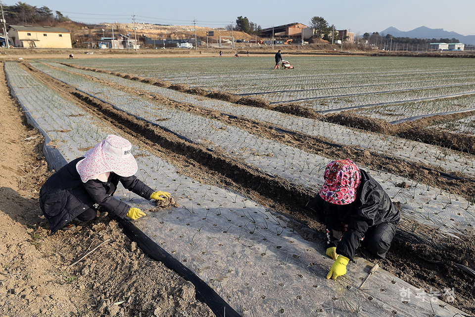 눈이 녹아 비나 물이 된다는 우수(雨水)를 앞둔 지난 16일 경남 함안군 군북면 장지리 들녘에서 여성농민들이 겨우내 비닐 속에서 자란 양파 모종을 비닐 밖으로 꺼내고 있다. 
