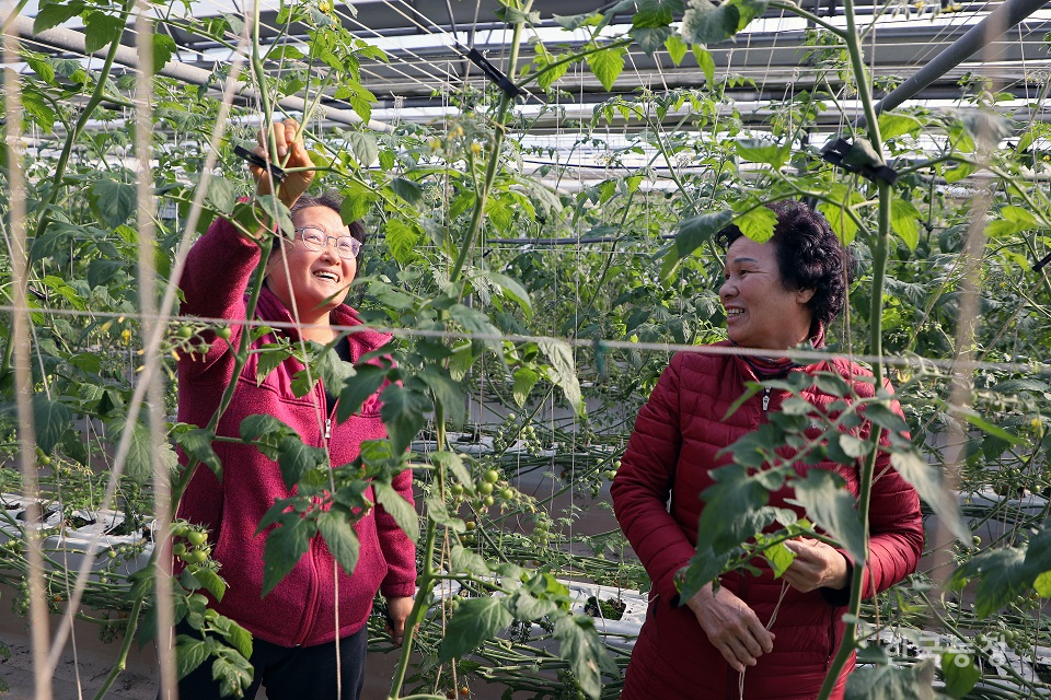 이태영 이장(오른쪽)과 한승아 함안군여성농민회 사무국장이 토마토 줄기를 고정시키는 작업 도중 담소를 나누고 있다.  한승호 기자