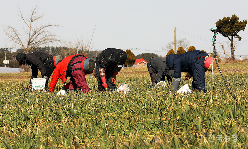 따뜻한 봄을 시샘하듯 꽃샘추위가 찾아온 지난 23일 충남 서산시 음암면 유계리의 한 마늘밭에서 여성농민과 외국인노동자들이 풀을 매고 있다. 