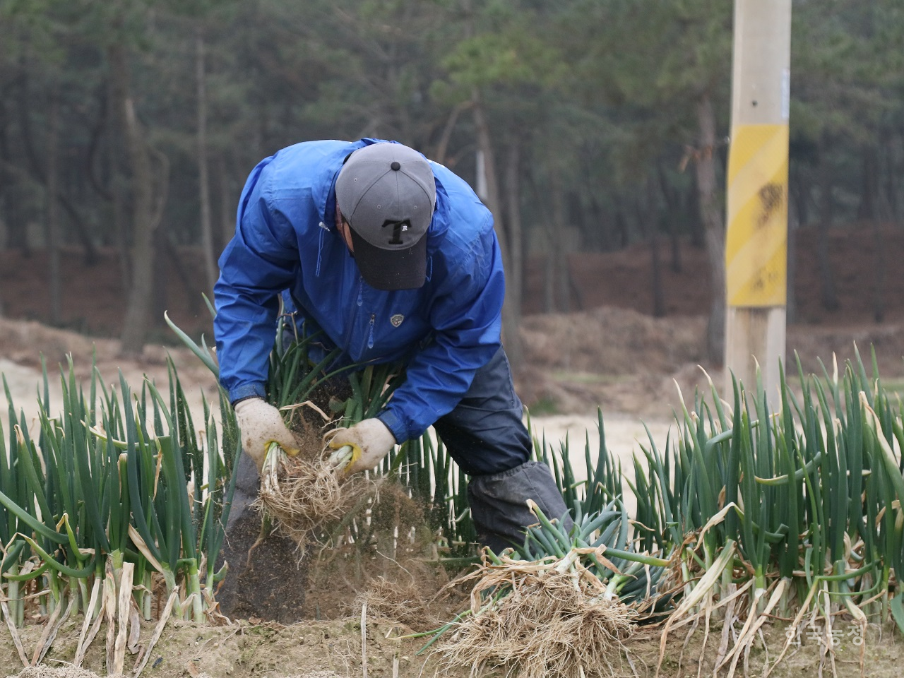 전남 신안의 한 대파밭에서 외국인노동자가 대파를 수확하고 있다. 한우준 기자