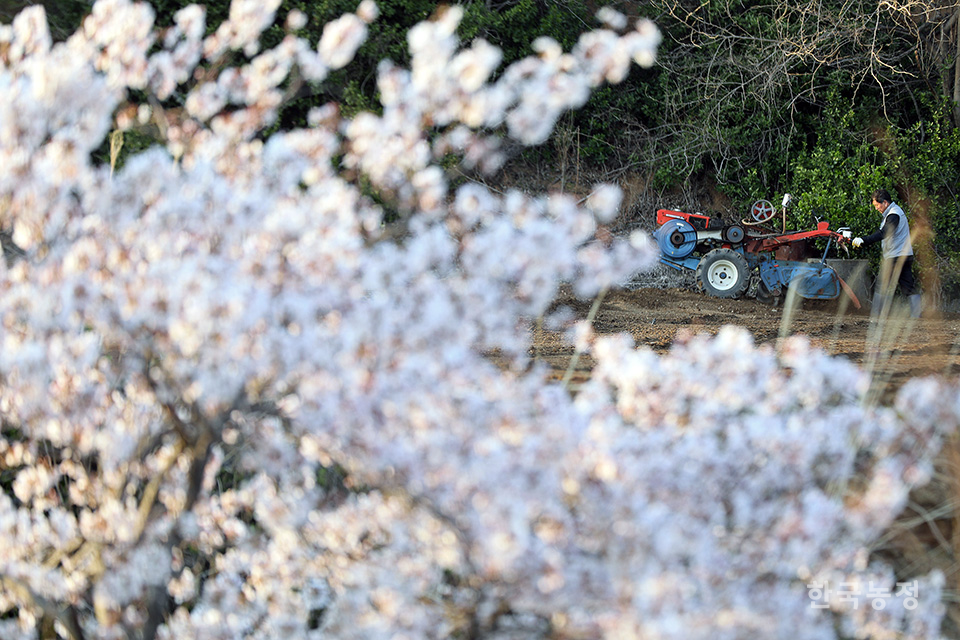 벚꽃이 흐드러지게 핀 지난 26일 경남 사천시 용현면 선진리 들녘에서 한 농민이 동부콩을 심기 위해 경운기로 밭을 다듬고 있다. 