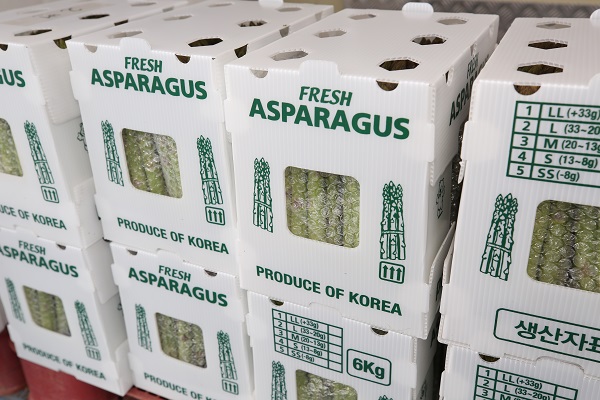 일본에 수출되는 강원도산 아스파라거스.강원도 제공