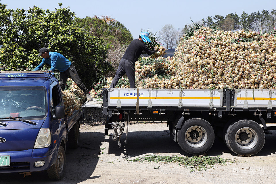 유통상인들이 밭에서 1톤 트럭에 싣고 온 양파를 5톤 트럭으로 옮기고 있다.