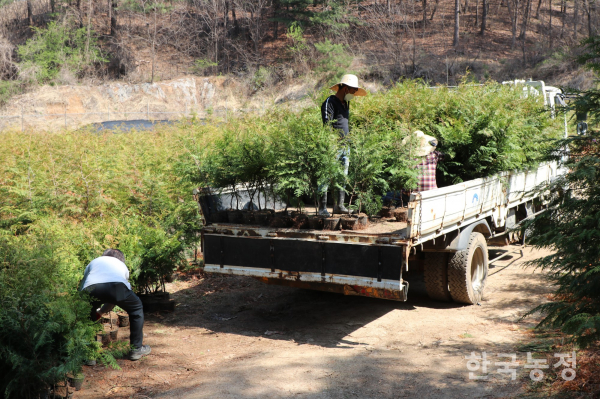 농장을 방문했던 날, 양평군청에선 1m 가량 자란 편백나무 묘목 1,000개를 구매하기 위해 트럭을 보냈습니다.