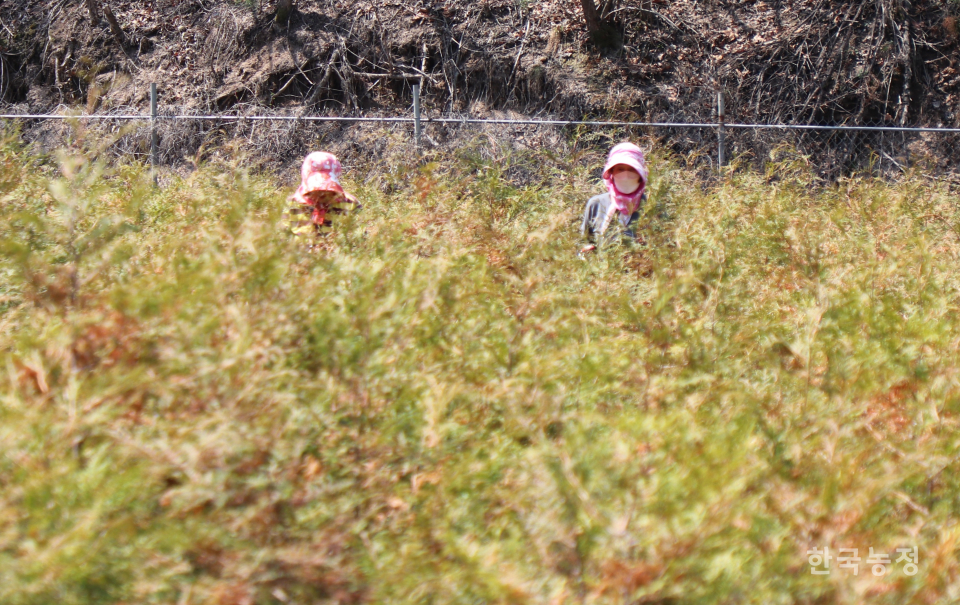 덜 큰 편백나무 묘목들 사이로 전정 작업에 열중인 여성 농촌노동자들의 얼굴이 간신히 보입니다.