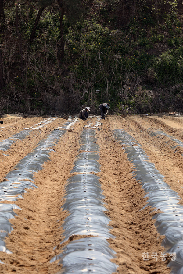 지난 19일 경기도 여주시 대신면 옥촌리 들녘에서 한 농민부부가 옥수수와 들깨 모종을 심기 위해 밭 두둑에 비닐을 씌우고 있다. 