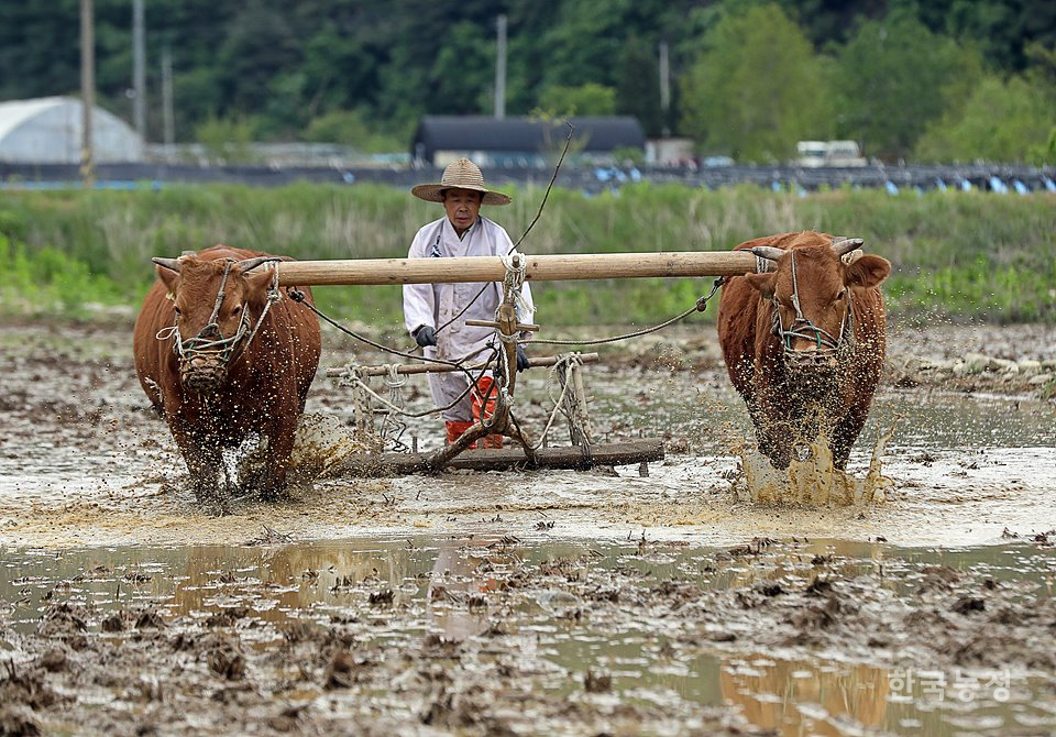 지난 10일 강원도 홍천군 화촌면 성산리 들녘에서 홍천 겨리농경문화 보존회원인 황재수(66)씨가 겨리를 매단 두 마리 소를 부리며 논을 갈고 있다.