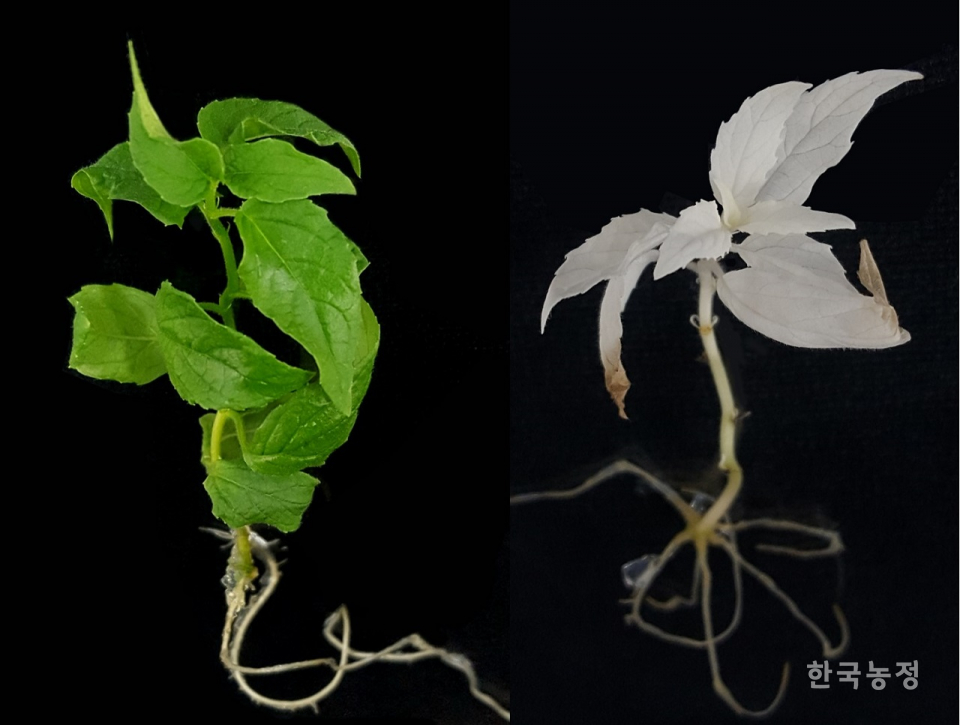 국립산림과학원이 지난해 유전자가위 기술로 개발한, 엽록소가 합성되지 않는 백색증 포플러 나뭇잎(오른쪽). 국립산림과학원 제공